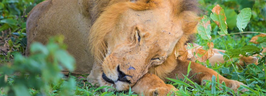 Au départ de Zanzibar : safari d'une journée dans le Selous avec vols inclus