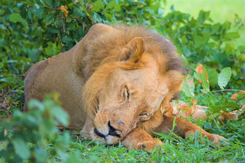 Vanuit Zanzibar: Selous G.R. safari met overnachting en vluchtengedeelde safari