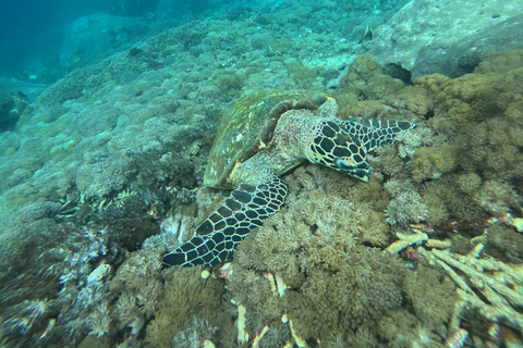 Nusa Penida: Afternoon Manta Snorkeling & Kelingking Sunset Afternoon Manta Snorkeling & Kelingking Sunset with Transfer