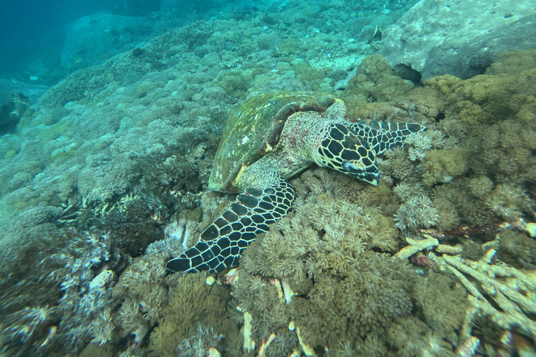 Nusa Penida: Afternoon Manta Snorkeling & Kelingking Sunset Afternoon Manta Snorkeling & Kelingking Sunset with Transfer