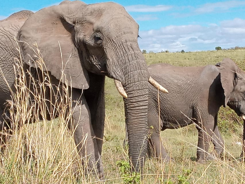 Amboseli 2 Days Safari To Amboseli Park From Nairobi GetYourGuide