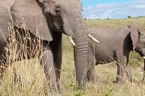 Amboseli; 2 daagse safari naar Amboseli park vanuit Nairobi.