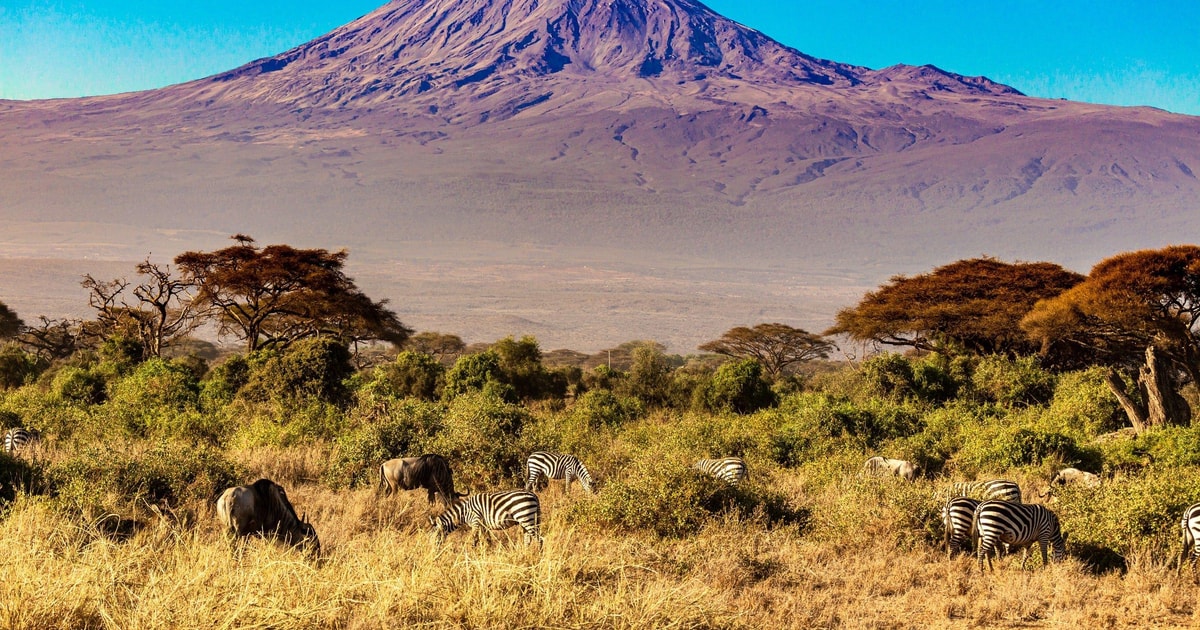 Ascension Du Kilimandjaro Par La Voie Lemosho 8 Jours GetYourGuide