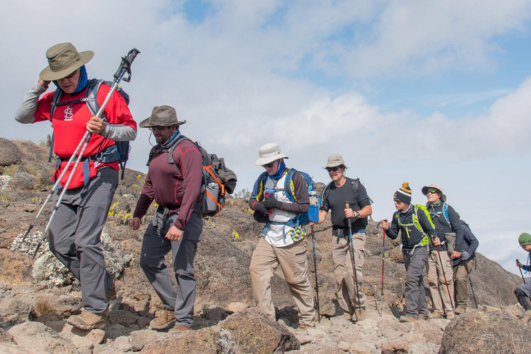 Hike to Shira Plateau on Mt. Kilimanjaro Guided FullDay Tour