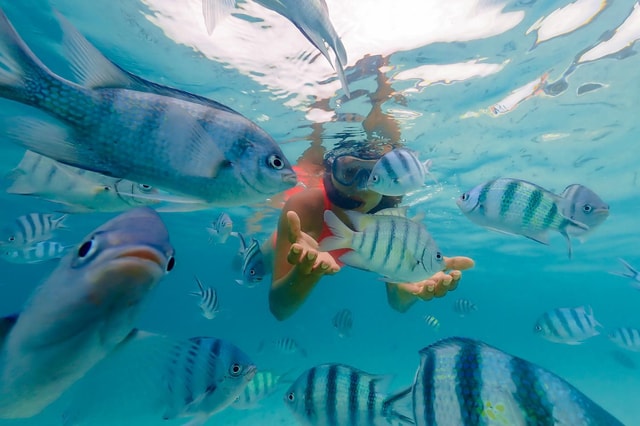 Zanzibar: Mnemba Island Snorkeling and Dolphin Tour