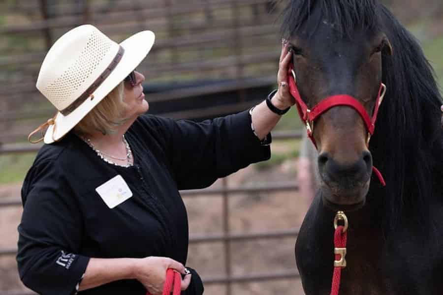 Colorado Springs: Achtsamkeit mit geretteten Mustangs. Foto: GetYourGuide