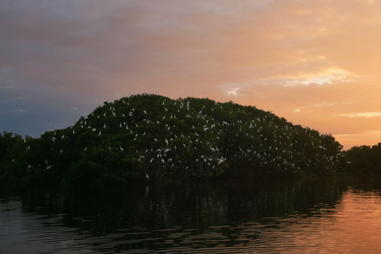 Sine Saloum: Shell Island and Bird Sanctuary