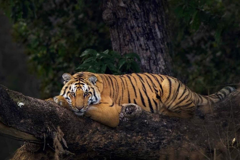 Unvergessliche 2-tägige Doppelsafari im Jim Corbett ParkTour ohne Unterkunft