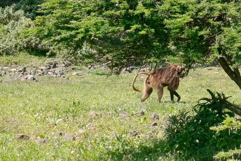 Bishoftu TagestourTour am Bisheftu See