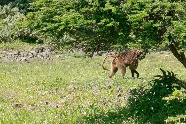Bishoftu TagestourTour am Bisheftu See