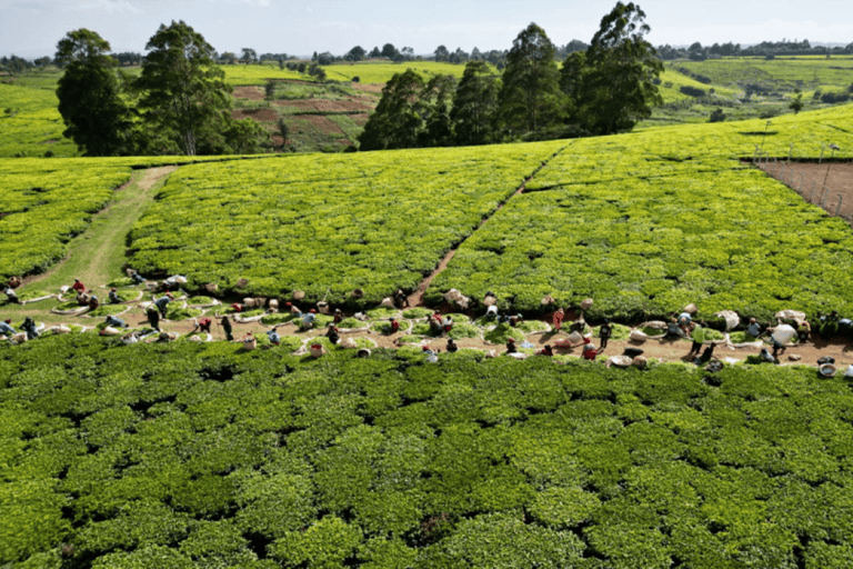 Desde Nairobi: Visita y almuerzo en la Granja de Té Kiambethu