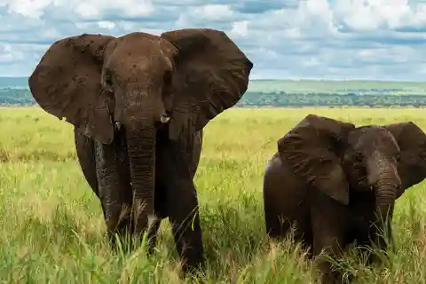 From Zanzibar: 4 Days Northern Circuit Safari Tour adventure