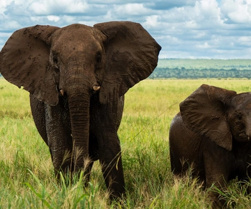 From Zanzibar: 4 Days Northern Circuit Safari Tour adventure