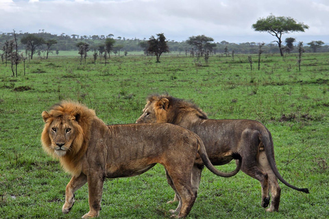 Arusha: 2-Day Tarangire and Ngorongoro Safari Tour