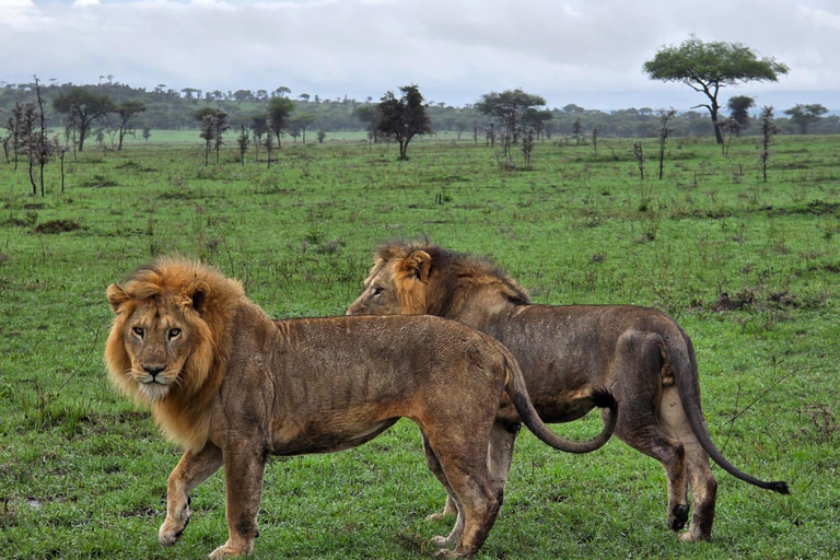 Arusha: 2-Day Tarangire and Ngorongoro Safari Tour