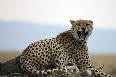 From Nairobi: 4-Day Masai Mara and Lake Nakuru Trip