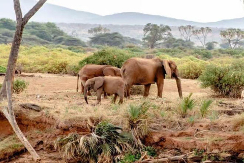 2 days 1 night saltlick safari from Diani/Mombasa.