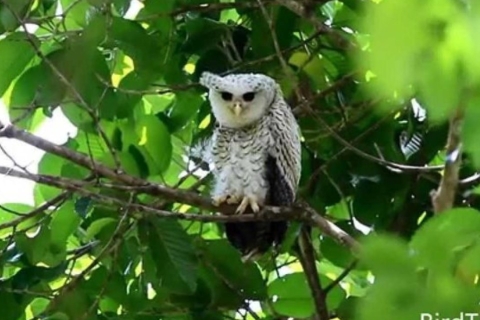 Udawatte Kele: Obserwowanie ptaków i wędrówki przyrodnicze