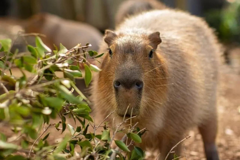 From Baku: Capybara and Alpaca Farm Family Half Day Tour