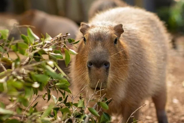 From Baku: Capybara and Alpaca Farm Family Half Day Tour