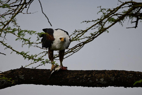 Nairobi: Lake Nakuru National Park and Lake Naivasha Tour