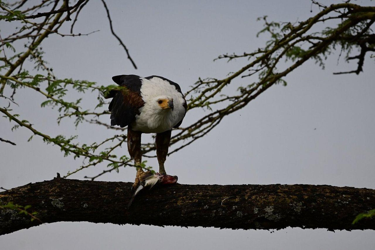 Nairobi: Lake Nakuru National Park and Lake Naivasha Tour