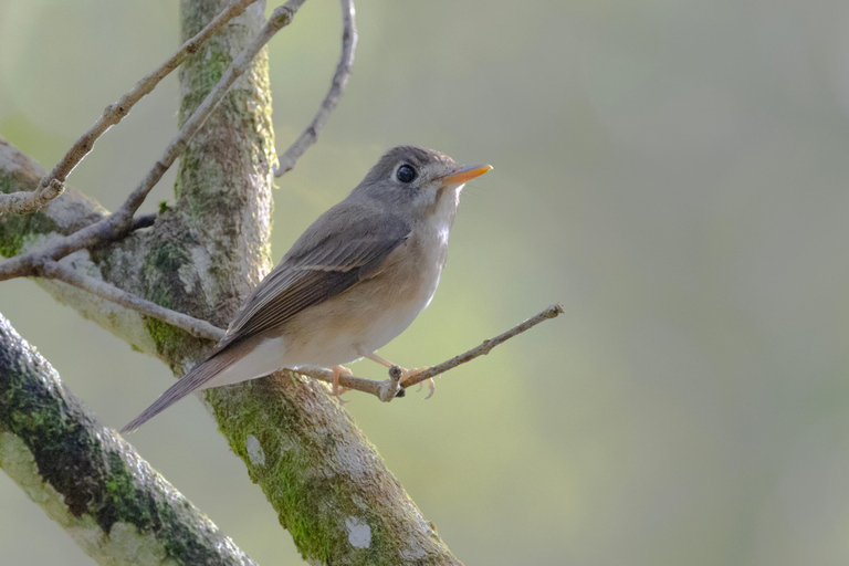 Colombo: Guided wet zone and wetland full day birding tour