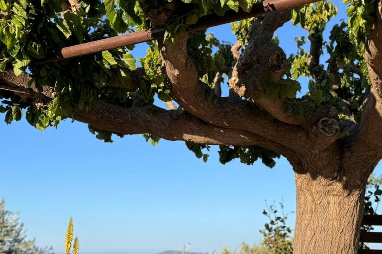 Chania: Kreteńskie wino, oliwa z oliwek i warsztaty kulinarne