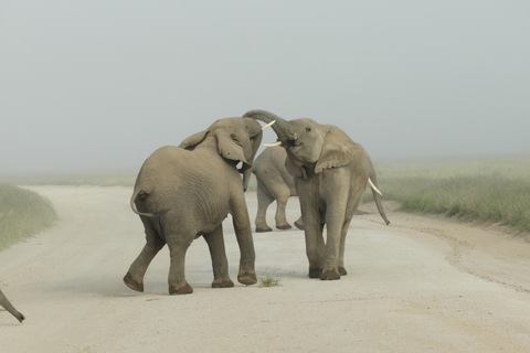 Von Nairobi aus: Amboseli National Park Tagesausflug & Pirschfahrt