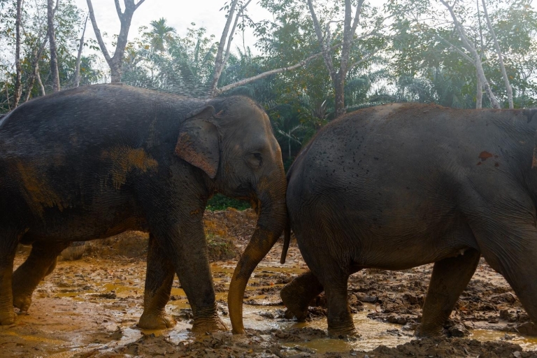 Phuket: Ethical Elephant Sanctuary Interactive Tour Ticket & Private Transfer from Select Phuket Hotels