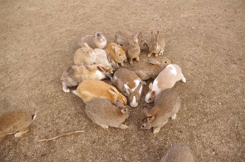 From Hiroshima: Rabbit Island and Takehara Town Tour