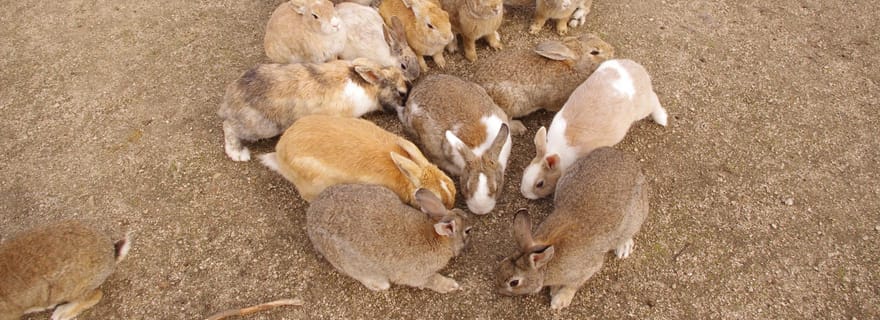 Depuis Hiroshima : Visite de l'île aux lapins et de la ville de Takehara