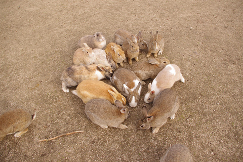 1-Day Tour in Hiroshima: Rabbit Island and Takehara Town