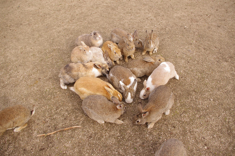 1-Day Tour in Hiroshima: Rabbit Island and Takehara Town