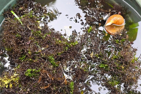 Boracay: raccolta di cibo e spiaggia nascostaAlla ricerca di cibo sull'isola di Boracay con esperienza sulla spiaggia nascosta