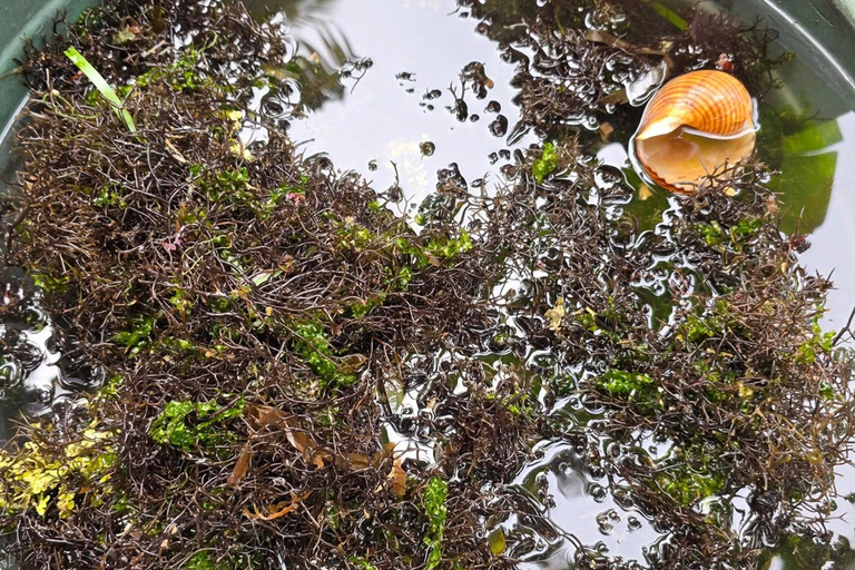 Boracay: raccolta di cibo e spiaggia nascostaAlla ricerca di cibo sull'isola di Boracay con esperienza sulla spiaggia nascosta