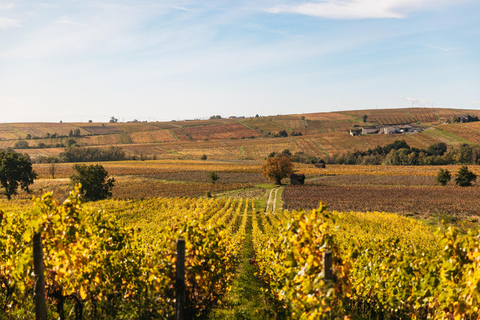 De Lyon: Visita ao vinho da região de Beaujolais com degustaçõesDe Lyon: Tour de vinhos da região de Beaujolais com degustações