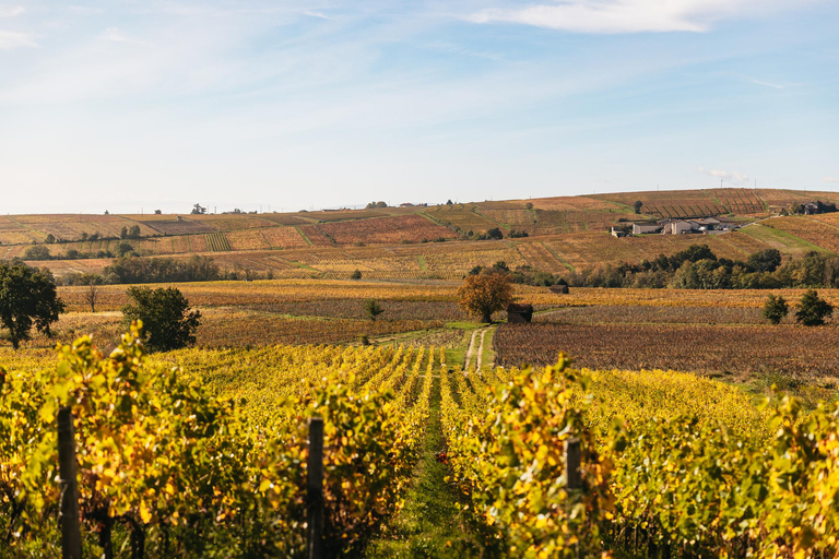 De Lyon: Visita ao vinho da região de Beaujolais com degustaçõesDe Lyon: Tour de vinhos da região de Beaujolais com degustações