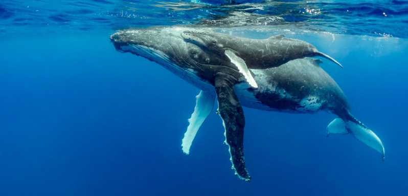 Uvita: esperienza con balene e delfini