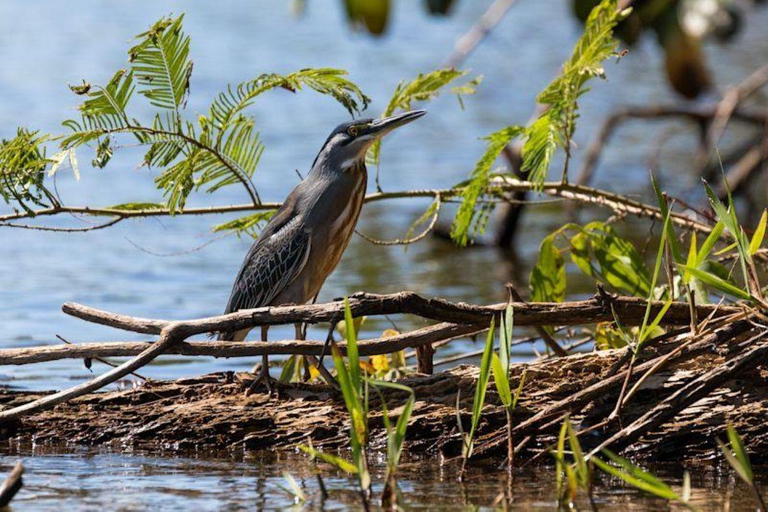 From Puerto Maldonado: 4-Day Amazon Rainforest Tour