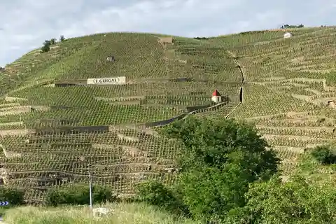 Ampuis : Visite des vignobles de Côte-Rôtie avec apéritif