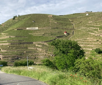 Ampuis: Visit to Vineyards of Côte-Rôtie with Aperitif