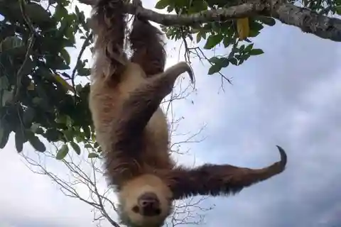 La Fortuna: Guaranteed Sloth & Howler Monkey Watching Tour