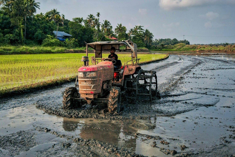 Kochi: Full-Day tour with Temple, Farming & Village Life