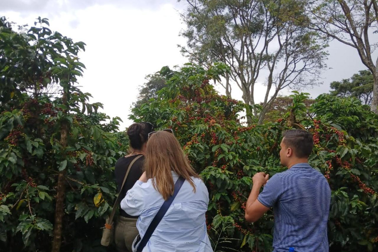 Nairobi: Fairview Coffee Estate Tour & Tasting