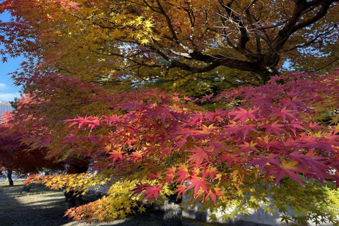Kyoto Full-Day Private Customizable Tour with English Guide Kyoto: Private Full-Day Tour with Guide