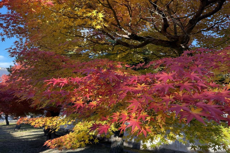 Kyoto Full-Day Private Customizable Tour with English Guide Kyoto: Private Full-Day Tour with Guide