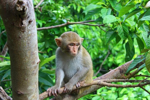 DagelijkseTour Son Tra Wildlife Wandeling & Excursie (Dineroptie)