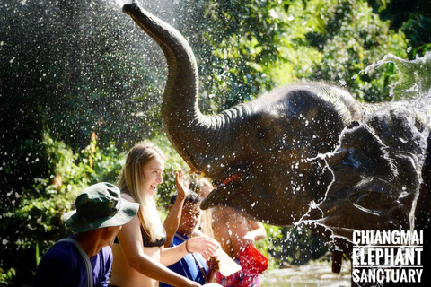 Expérience exclusive d&#039;une demi-journée avec une famille d&#039;animaux géants