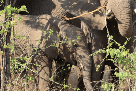 Victoria Falls: Chobe National Park Day Trip with Lunch